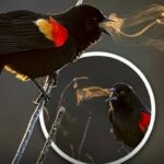 Uap Napas Burung Membeku di Udara Dingin, Ilusi Indah yang Bukan Suara Terlihat