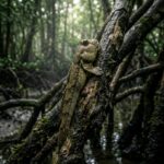 Ikan Tembakul Bisa Tenggelam Jika Terlalu Lama di Dalam Air, Ini Fakta Uniknya