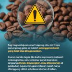 Residu Pestisida di Atas Ambang Batas Bisa Hancurkan Reputasi Kopi Indonesia, Disiplin di Kebun Jadi Kunci