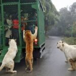 Konsep Zoo Terbalik China di Lehe Ledu, Pengunjung di Dalam Kendaraan dan Harimau Bebas Berkeliaran